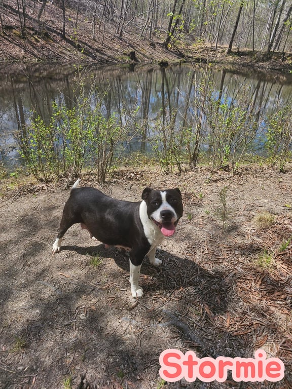 Stormie- storm litter mom Image
