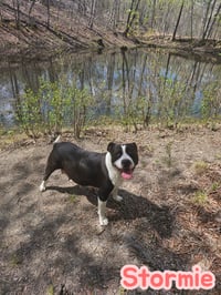 Stormie- storm litter mom - Photo 1