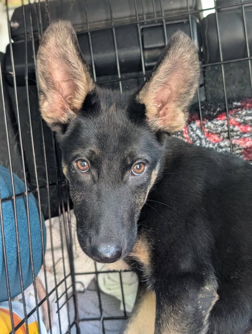 LOUVRE - German Shepherd Dog available for adoption
