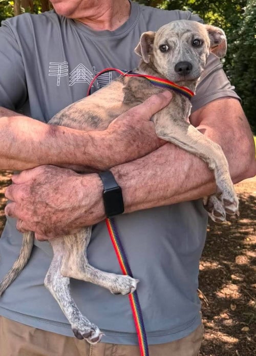AMBER - Greyhound / Pointer available for adoption