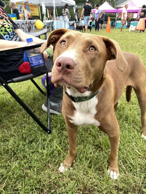 CLAREY - Terrier available for adoption