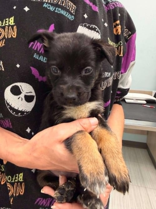 KRATOS- TWITCH TEAM LITTER - Shepherd available for adoption