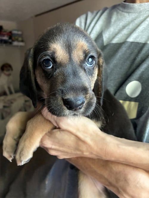 MOE - BRINLEY'S LITTER - Coonhound available for adoption