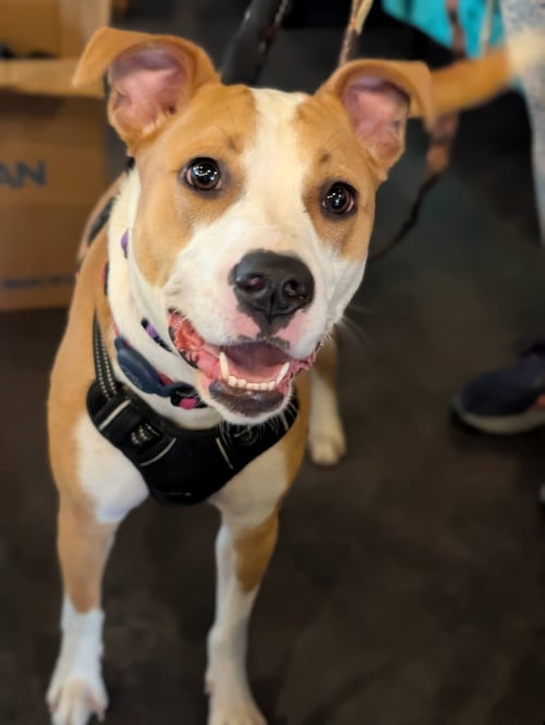 SKY - American Staffordshire Terrier available for adoption