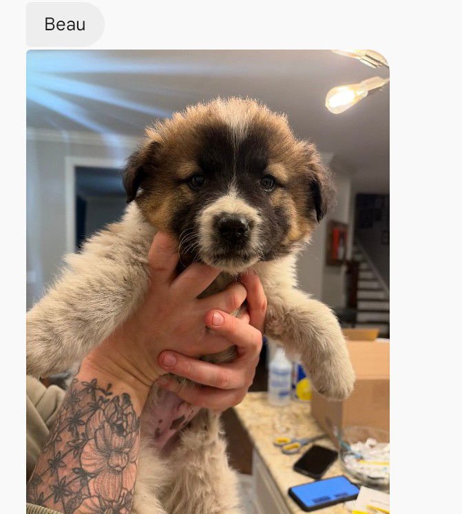 BEAU (MOSSY OAK LITTER) - Shepherd available for adoption