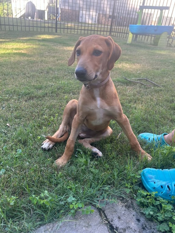 Poppy (P Litter) Image