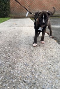 Willow (Gatsbys litter) - Photo 4
