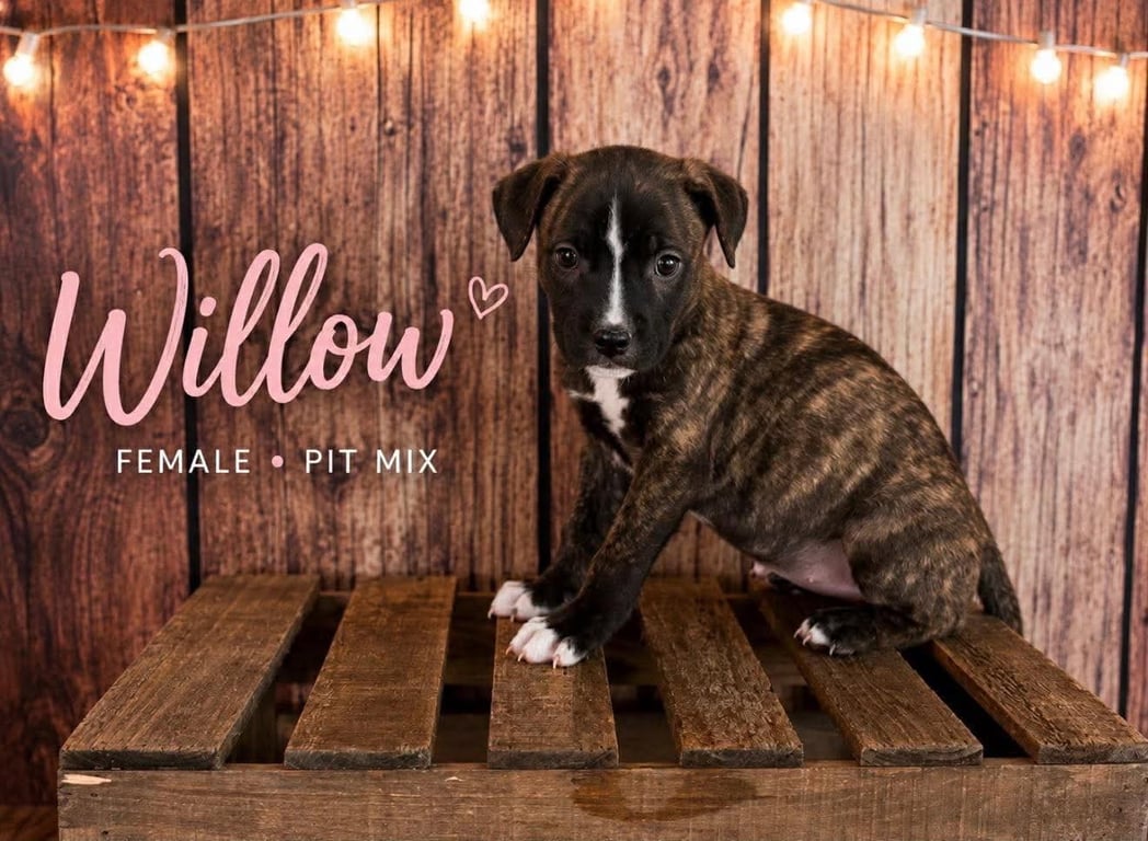 Willow (Gatsbys litter) Image