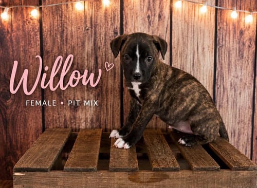 WILLOW (GATSBYS LITTER) - American Staffordshire Terrier / Staffordshire Bull Terrier available for adoption