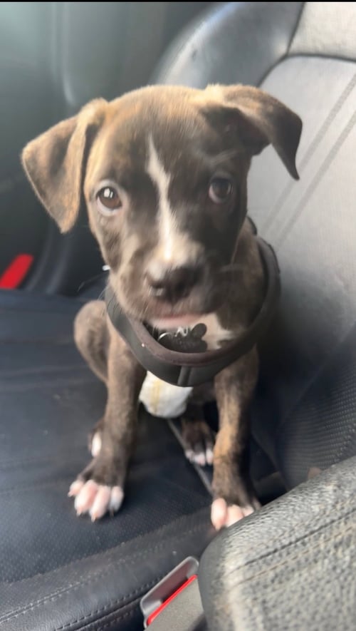 WILLOW (GATSBYS LITTER) - American Staffordshire Terrier / Staffordshire Bull Terrier available for adoption