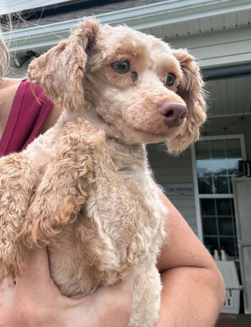 GG - Poodle (Miniature) available for adoption