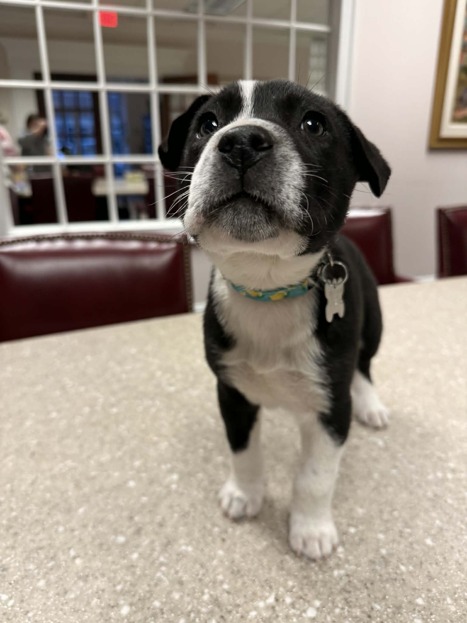 HORACE (BESSIE LITTER) - Cattle Dog / Shepherd available for adoption