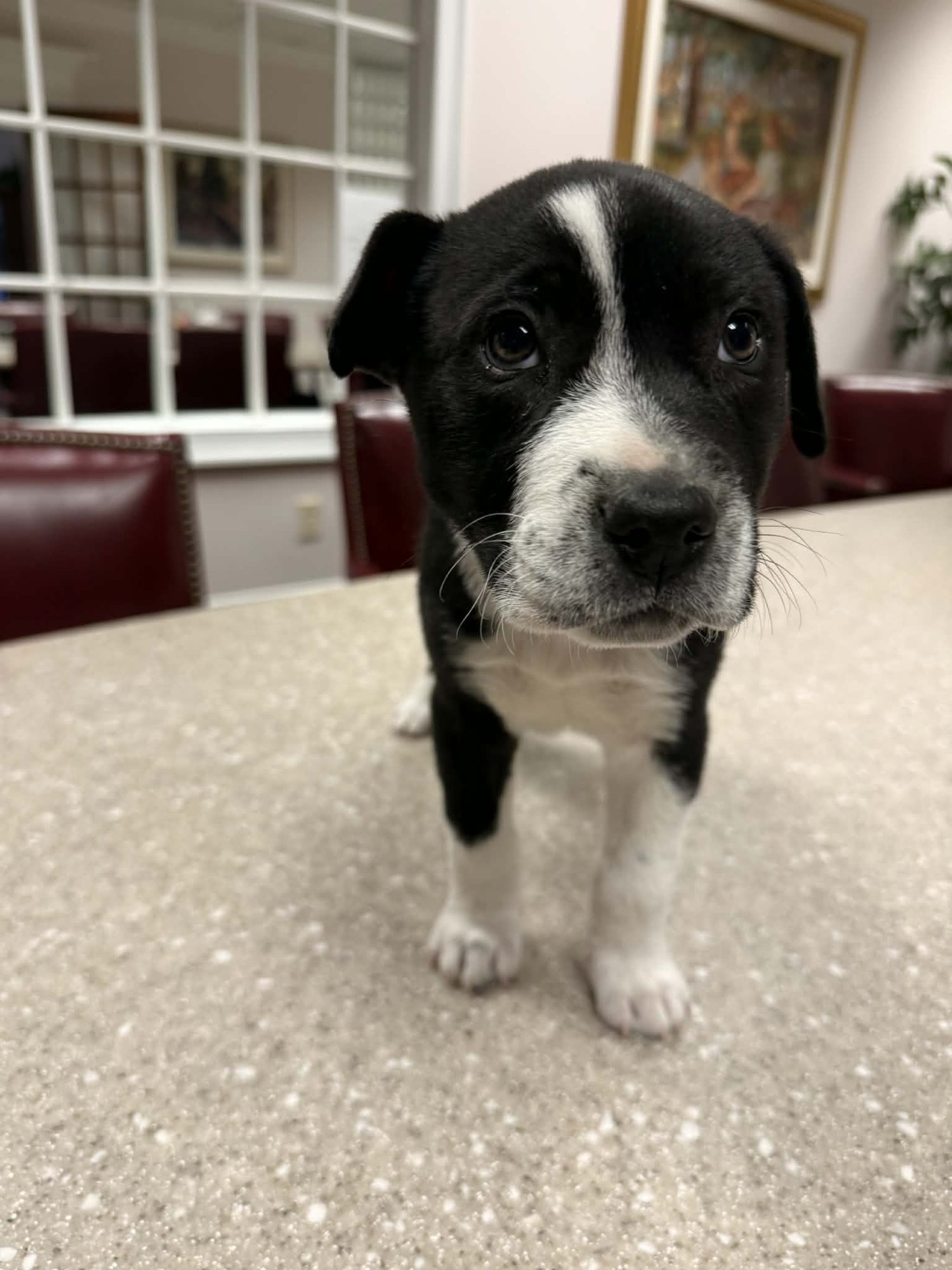 HORACE (BESSIE LITTER) - Cattle Dog / Shepherd available for adoption