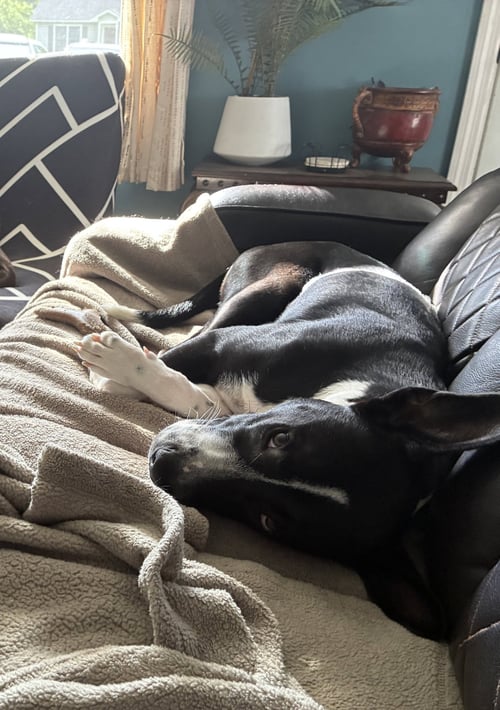 HORACE (BESSIE LITTER) - Cattle Dog / Shepherd available for adoption