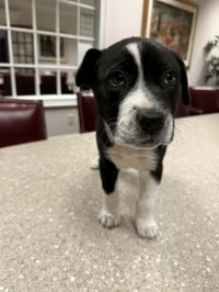 Horace (Bessie Litter) - Photo 10