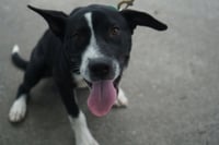 Horace (Bessie Litter) - Photo 5
