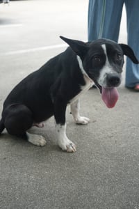 Horace (Bessie Litter) - Photo 4