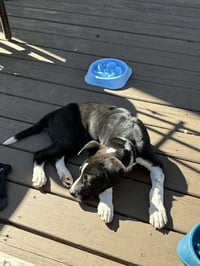 Horace (Bessie Litter) - Photo 8