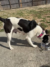 Horace (Bessie Litter) - Photo 12