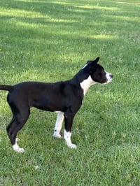 Horace (Bessie Litter) - Photo 7