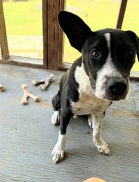 Horace (Bessie Litter) - Photo 1