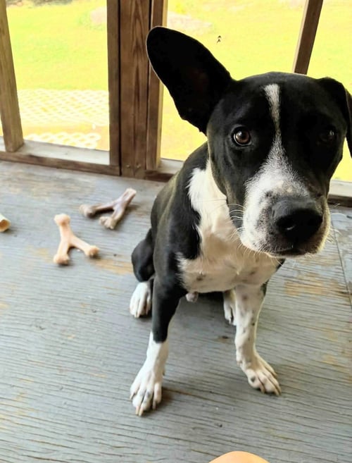 HORACE (BESSIE LITTER) - Cattle Dog / Shepherd available for adoption