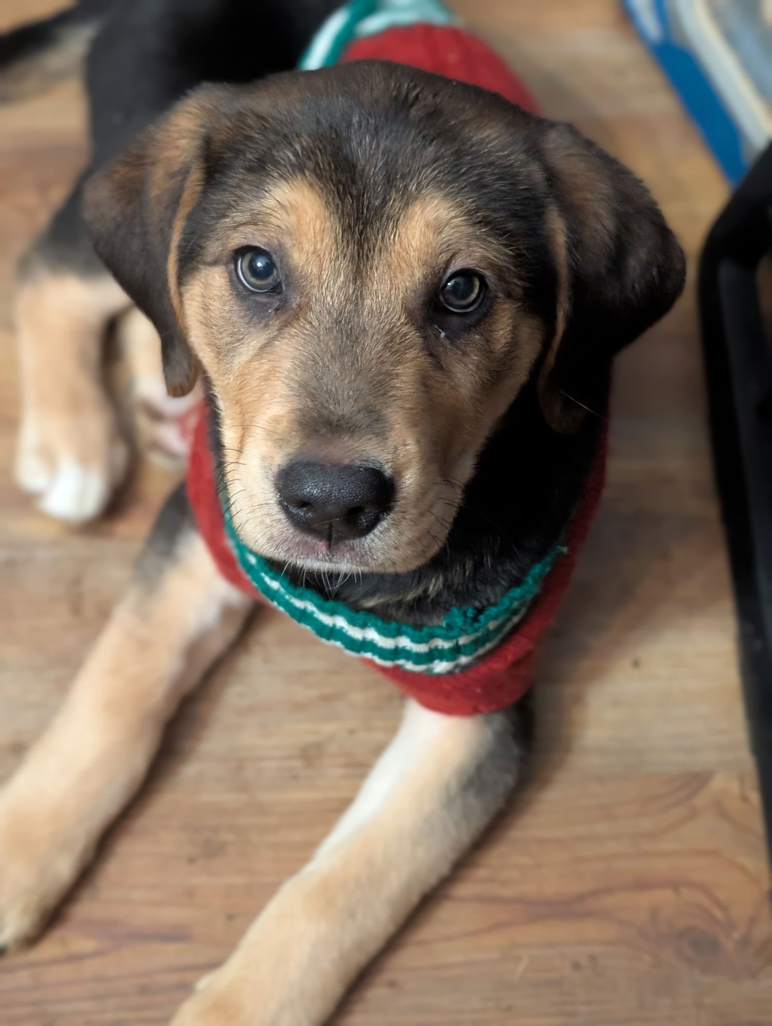 SUNNY - Beagle / Labrador Retriever available for adoption