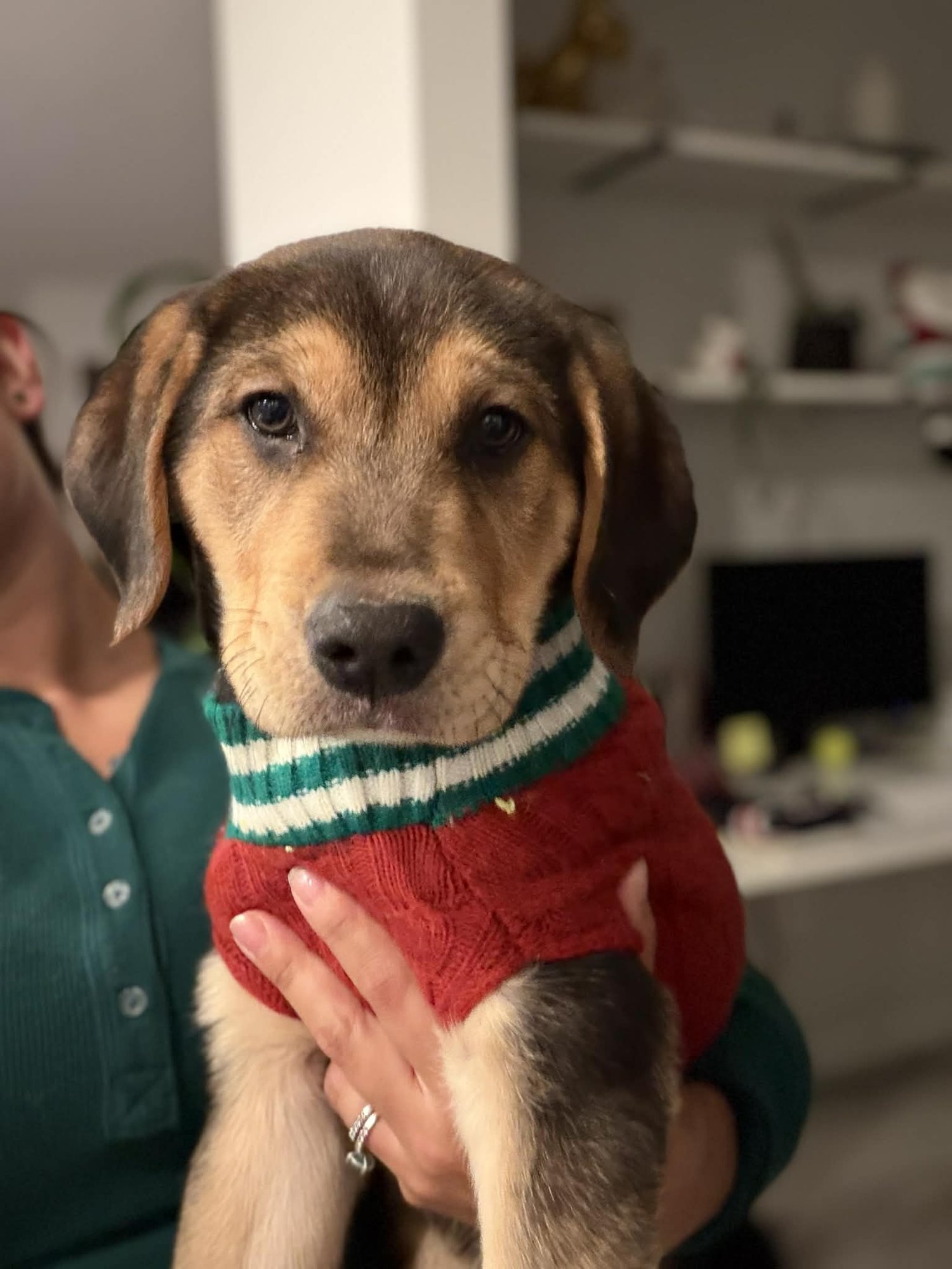 SUNNY - Beagle / Labrador Retriever available for adoption