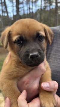 Amy - Big Bang Litter - Photo 1