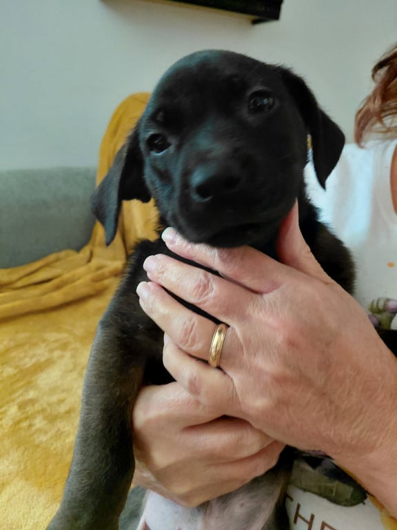 Deacon (Mascot Litter) Image