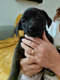 Deacon (Mascot Litter) - Photo 1