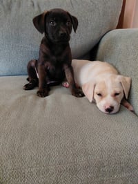 Deacon (Mascot Litter) - Photo 2