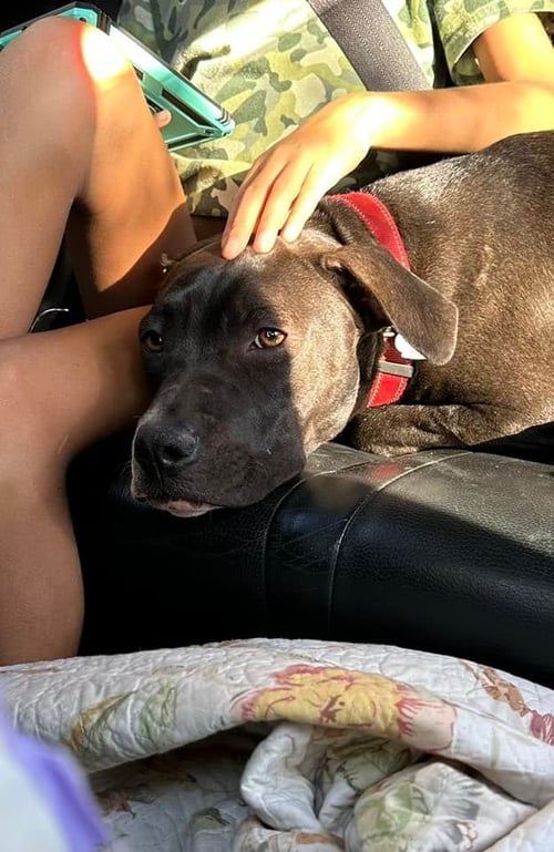 PUDGE - American Staffordshire Terrier / Labrador Retriever available for adoption