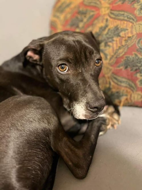 PUDGE - American Staffordshire Terrier / Labrador Retriever available for adoption