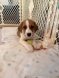 Glinda - Halloween Litter - Photo 3