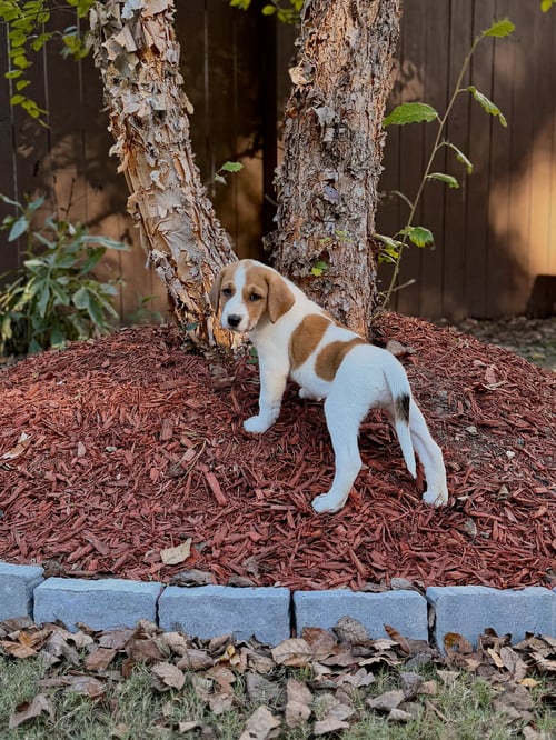 GLINDA - HALLOWEEN LITTER - Anatolian Shepherd / Hound available for adoption
