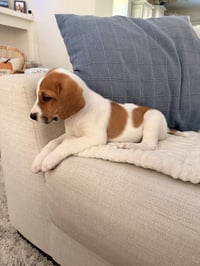 Glinda - Halloween Litter - Photo 4