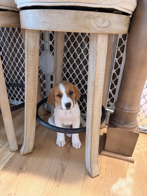 GLINDA - HALLOWEEN LITTER - Anatolian Shepherd / Hound available for adoption