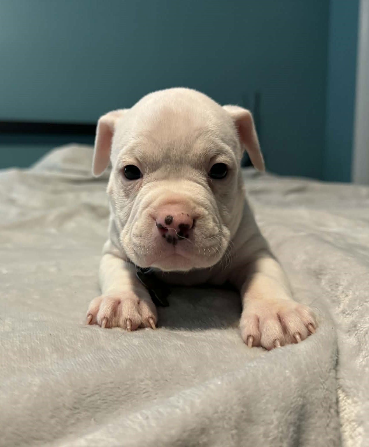 LEROY - THE WRECKING CREW - Boxer / Bulldog available for adoption