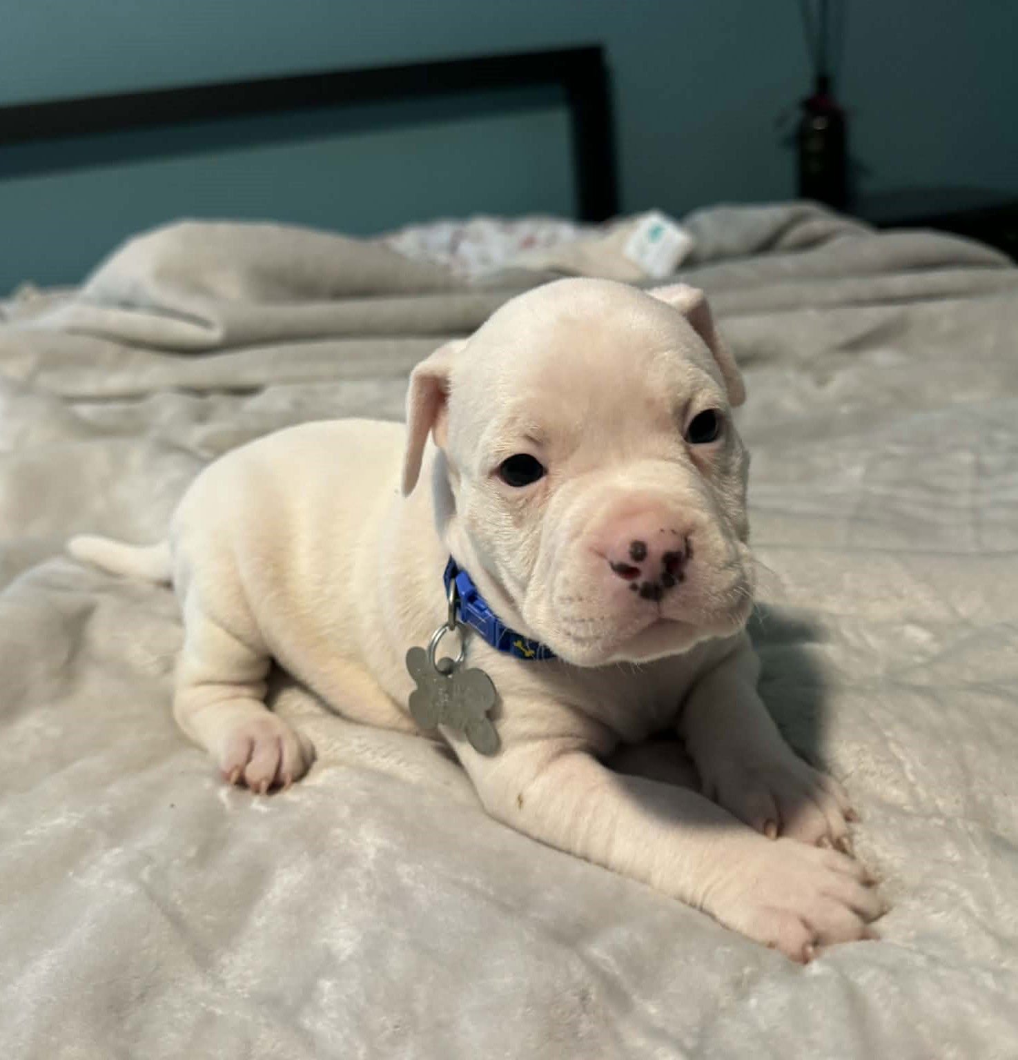 LEROY - THE WRECKING CREW - Boxer / Bulldog available for adoption