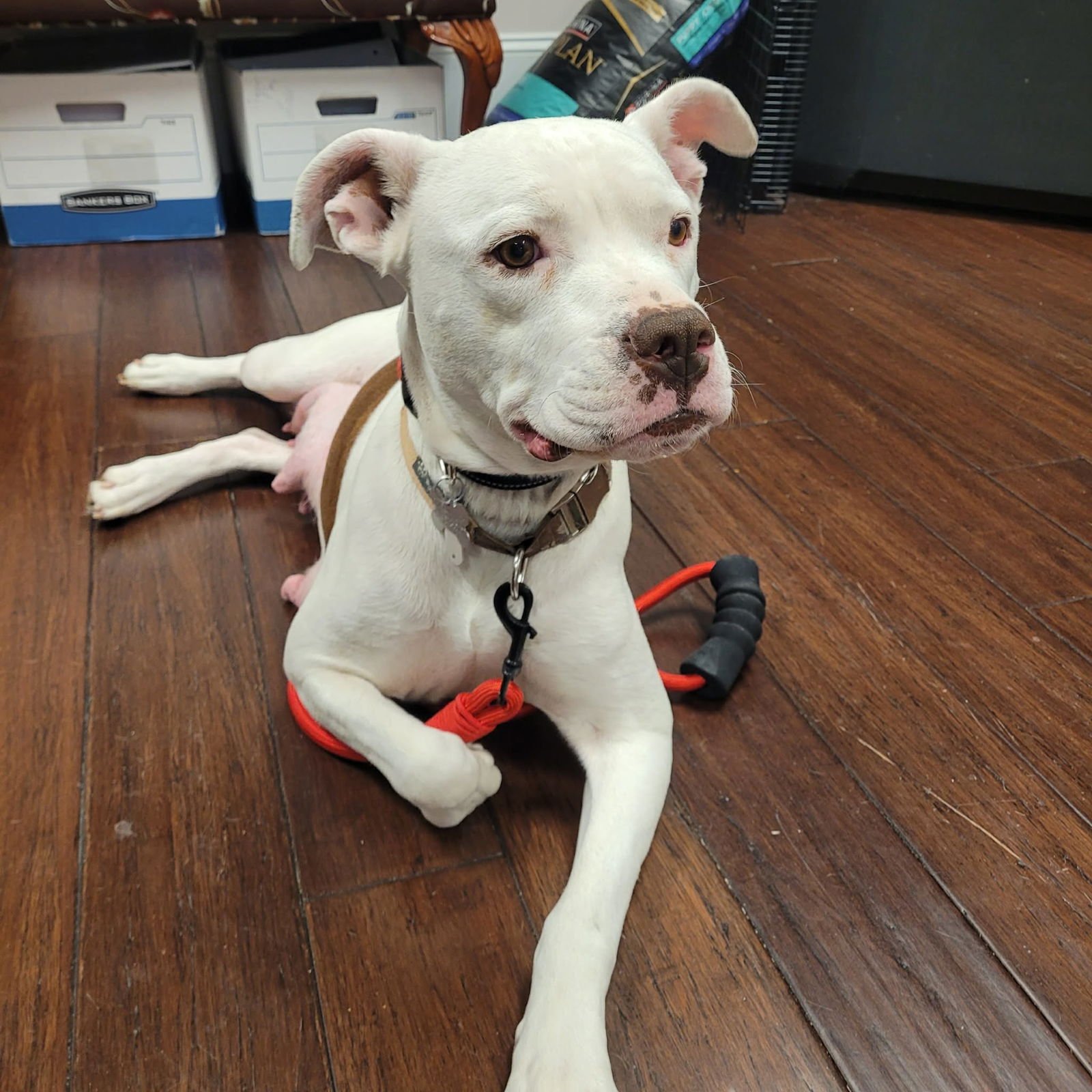 ZELDA - Pit Bull Terrier / Shepherd available for adoption