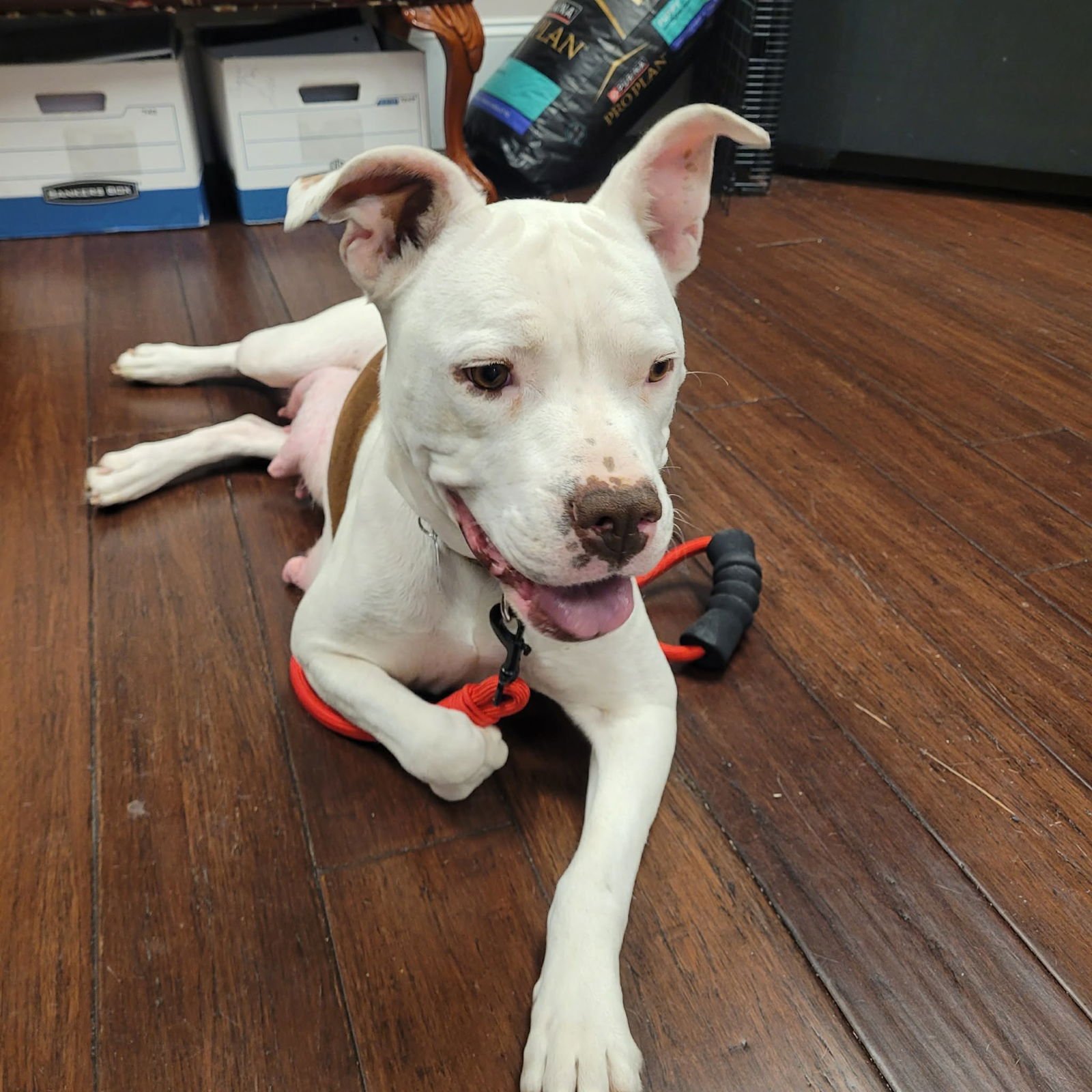 ZELDA - Pit Bull Terrier / Shepherd available for adoption