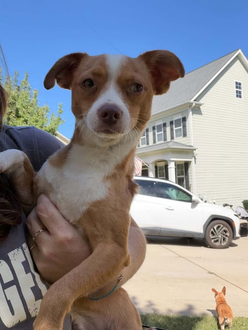 BRUNO - Chihuahua available for adoption