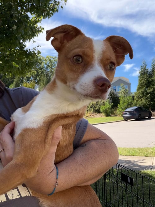 BRUNO - Chihuahua available for adoption