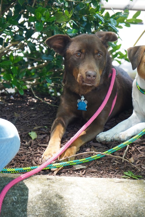 CHERRY - Labrador Retriever available for adoption