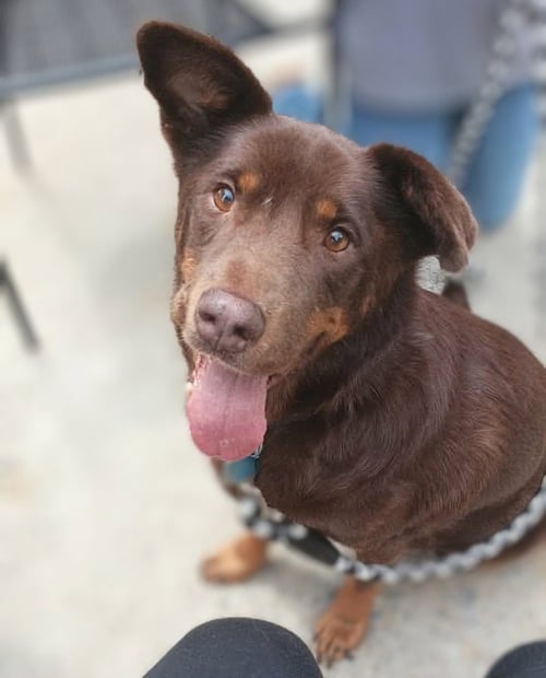 CHERRY - Labrador Retriever available for adoption