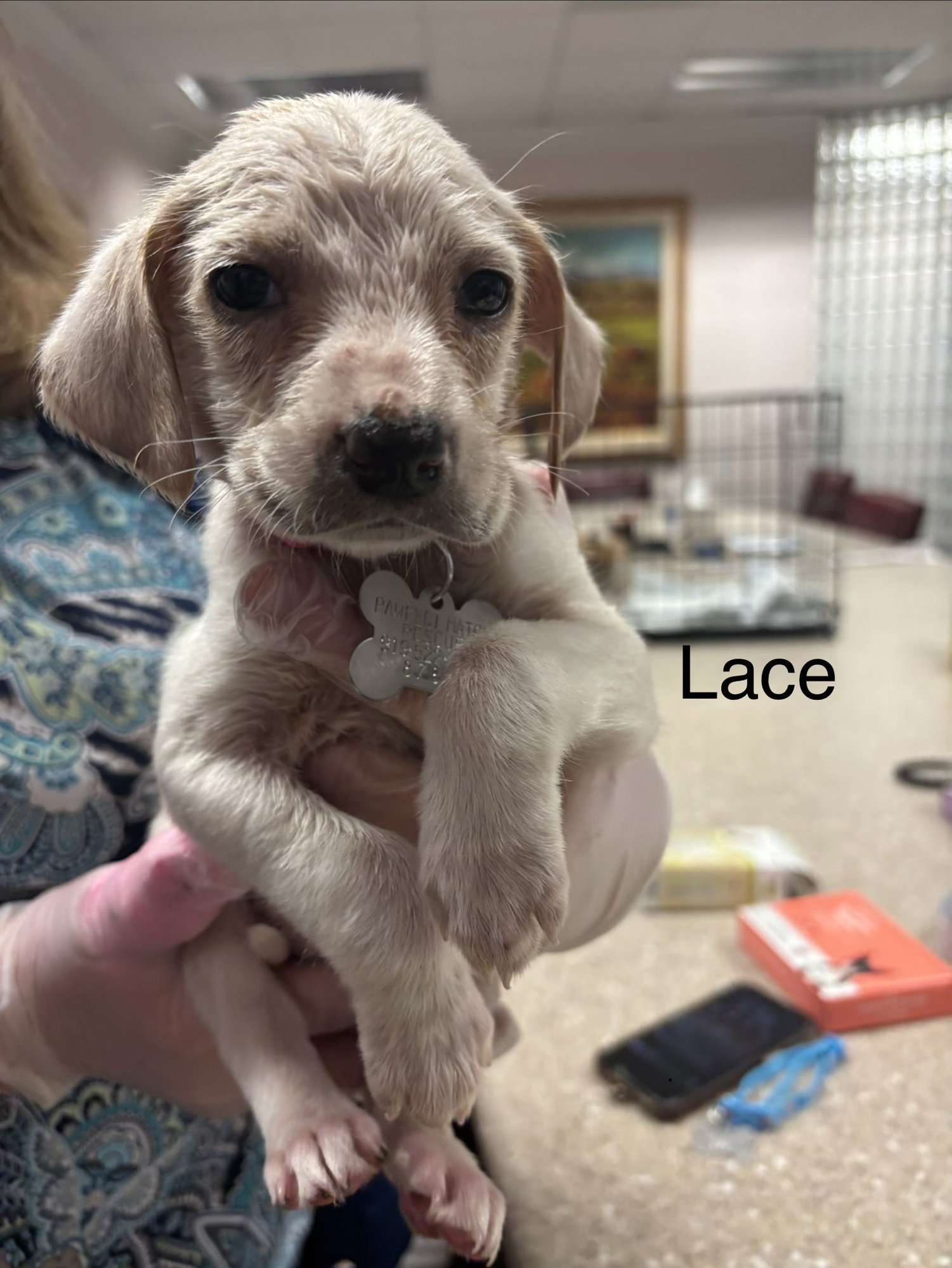 LACE - Beagle available for adoption