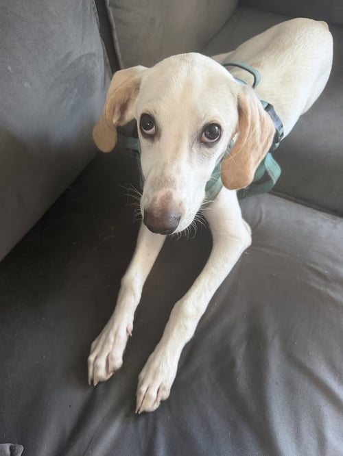 LACE - Foxhound available for adoption
