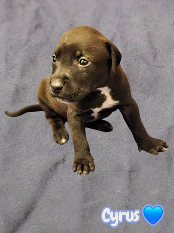 Cyrus- stormie litter Image