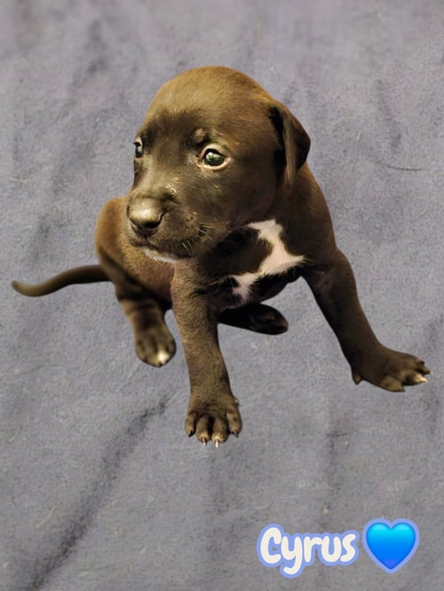 CYRUS- STORMIE LITTER - American Staffordshire Terrier available for adoption
